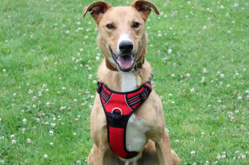 Remington is a Lurcher cross who loves to cuddle. He can live with other dogs and children over the age of ten. Dogs Trust no history for him but he does appear to be house trained and to have a little training.