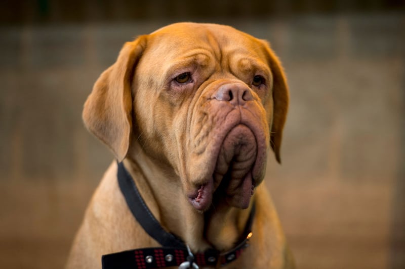 Mastiff is a British dog breed of very large size and is known for its calm and well-mannered nature 