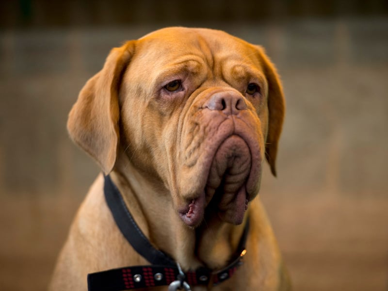 Mastiff is a British dog breed of very large size and is known for its calm and well-mannered nature 