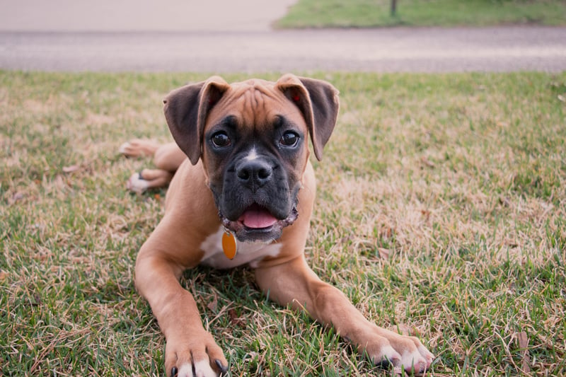 The Boxer is a medium to large breed of mastiff-type developed in Germany