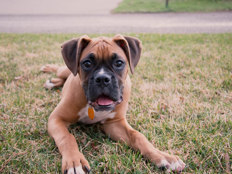 The Boxer is a medium to large breed of mastiff-type developed in Germany