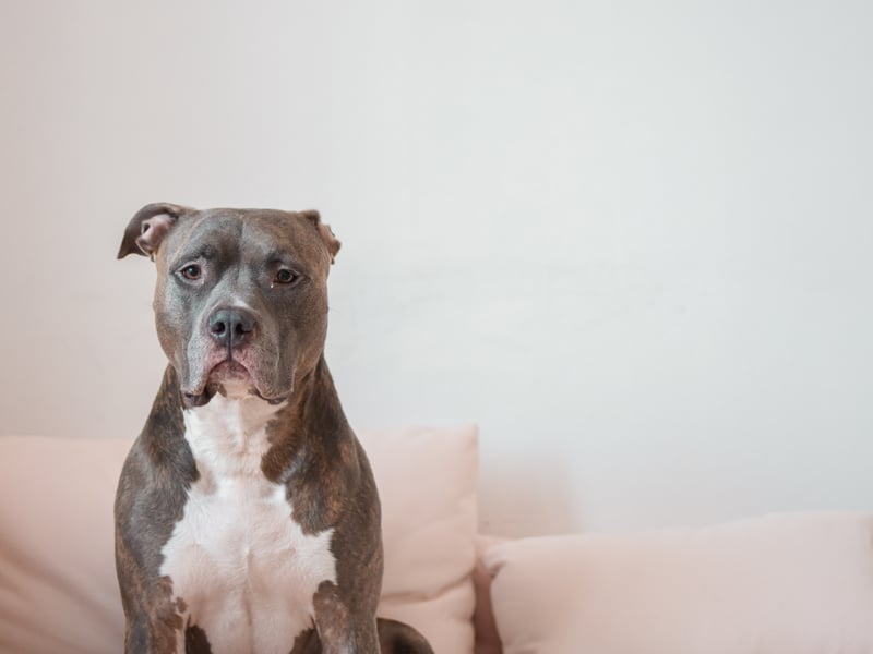 Pitbull-type dogs are believed to have descended from British bull and terriers