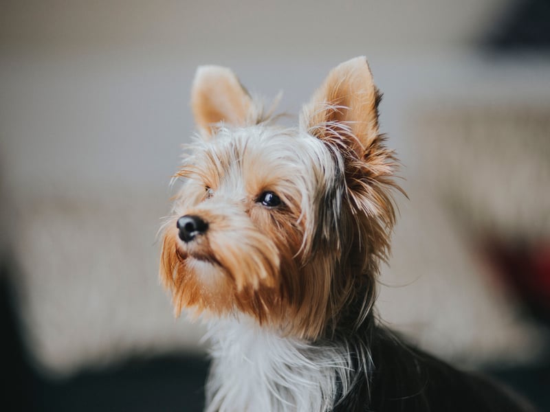 The Yorkshire toy dog is among the smallest of the terriers