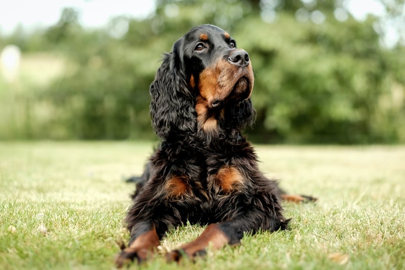 Spaniels are believed to have derived from Spain between 1300–1600