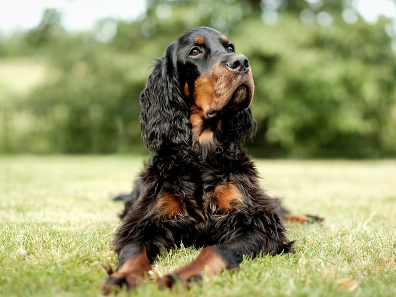 Spaniels are believed to have derived from Spain between 1300–1600