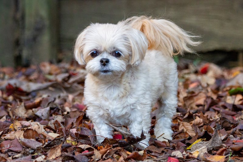 The Shih Tzu, originally from Tibet, is known for its small stature and round eyes