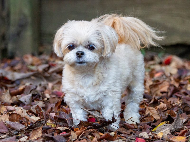 The Shih Tzu, originally from Tibet, is known for its small stature and round eyes