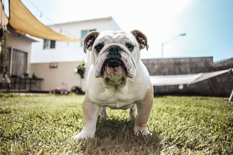 English bulldog is a breed of dog of mastiff type known for its medium size and muscular stature 