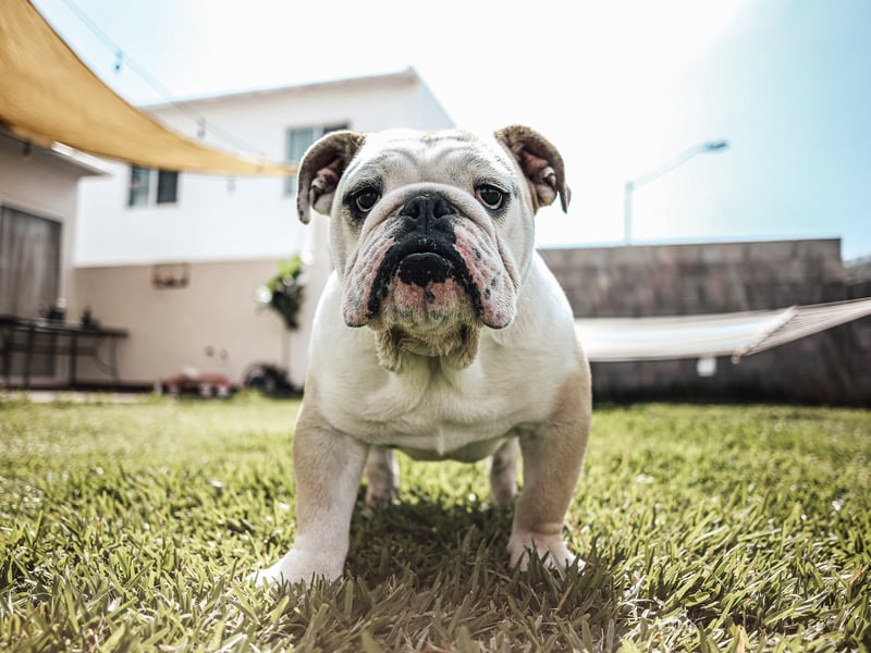 English bulldog is a breed of dog of mastiff type known for its medium size and muscular stature 