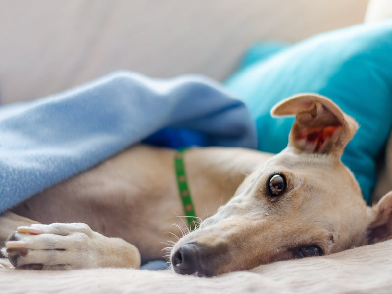 The greyhound was prominently bred for racing and hunting due its agile nature