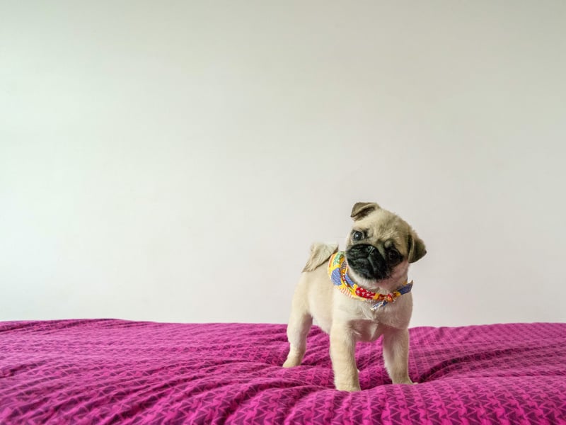 The Pug, originally from China, is known for its wrinkly, short-muzzled face