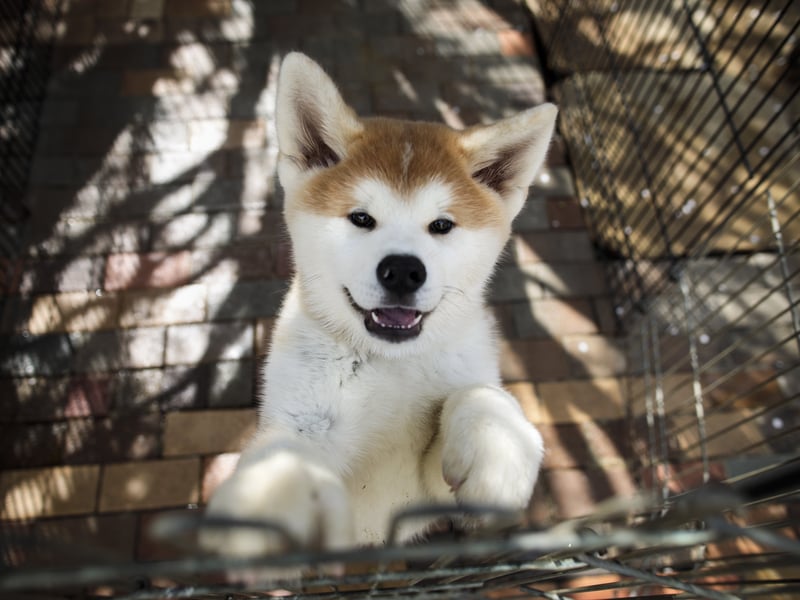 Akita is a Japanese dog breed of large size historically used for hunting and guarding 