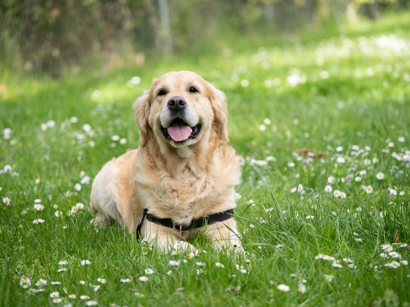 The Labrador is an intelligent breed of retriever gun dog dating back to the 1800s