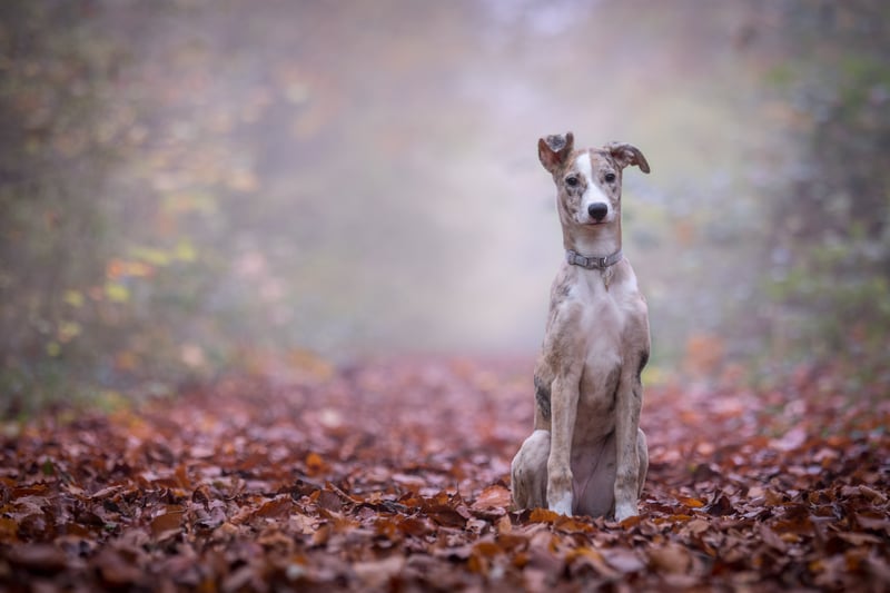 The Lurcher is a cross-breed made from a sightsound and a herding dog