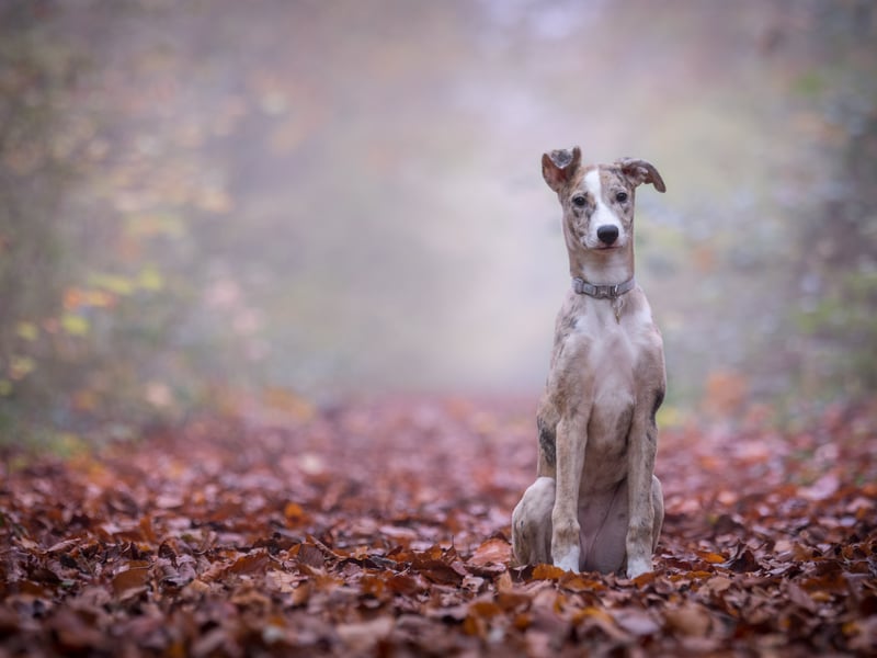 The Lurcher is a cross-breed made from a sightsound and a herding dog