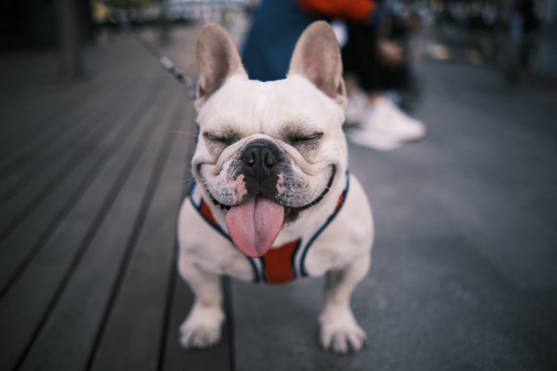 The French Bulldog is a cross-breed which is one of the most popular types of dog in the world 