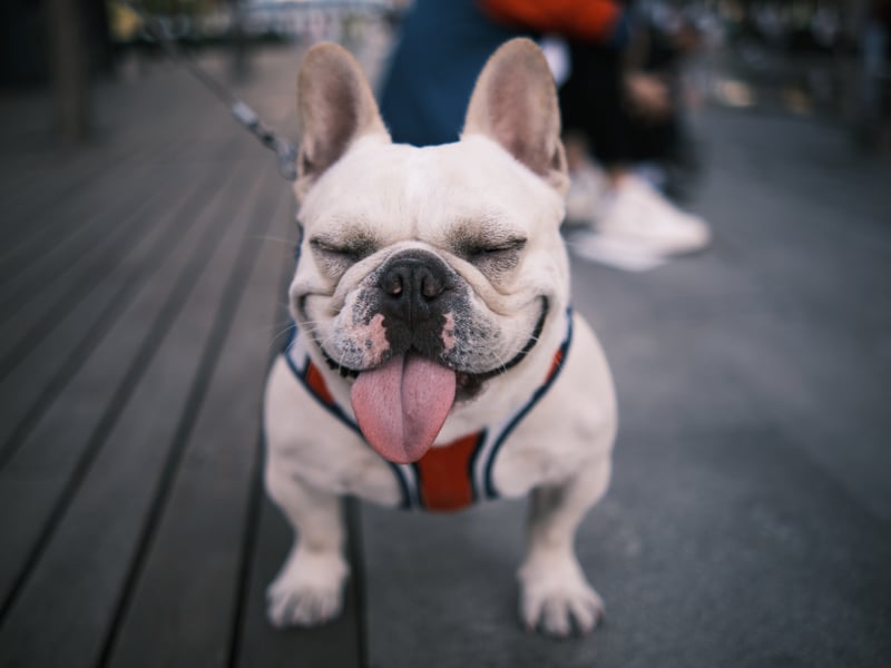 The French Bulldog is a cross-breed which is one of the most popular types of dog in the world