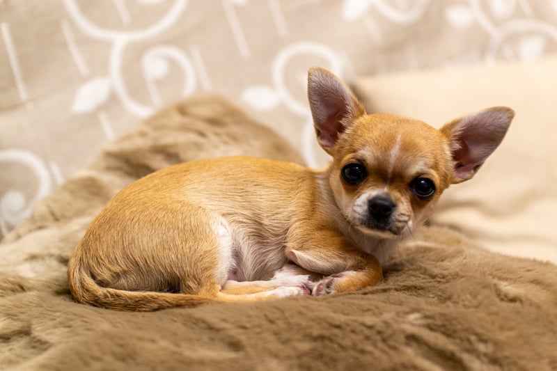 Chihuahua is a Mexican breed of toy dog with a big attitude 