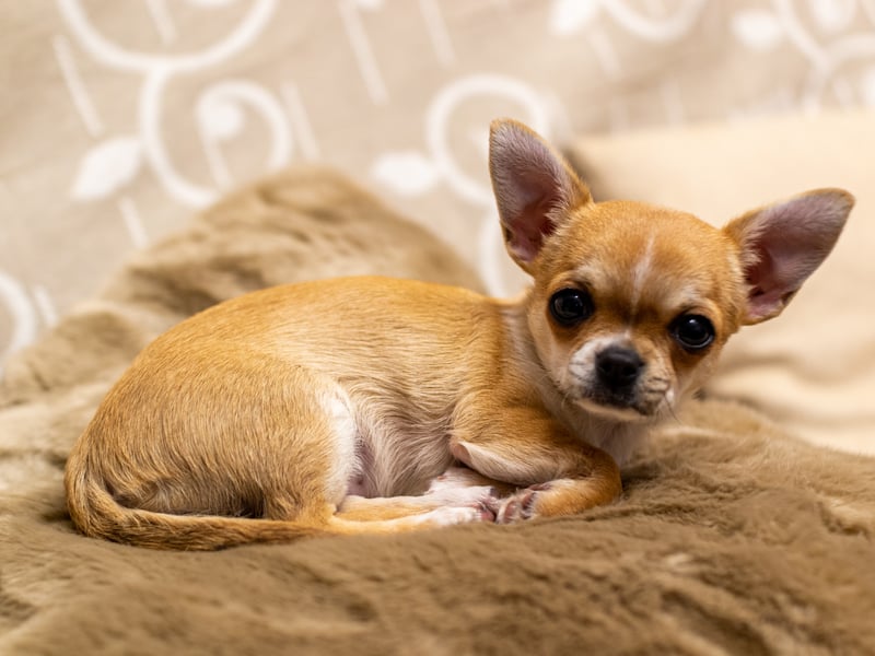 Chihuahua is a Mexican breed of toy dog with a big attitude