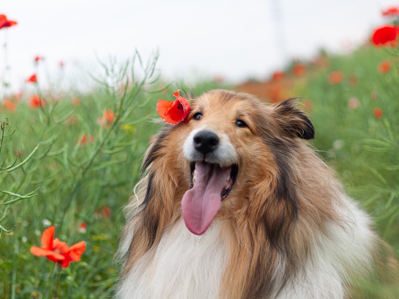 The Collie is a herding dog originating from Scotland or Northern Ireland