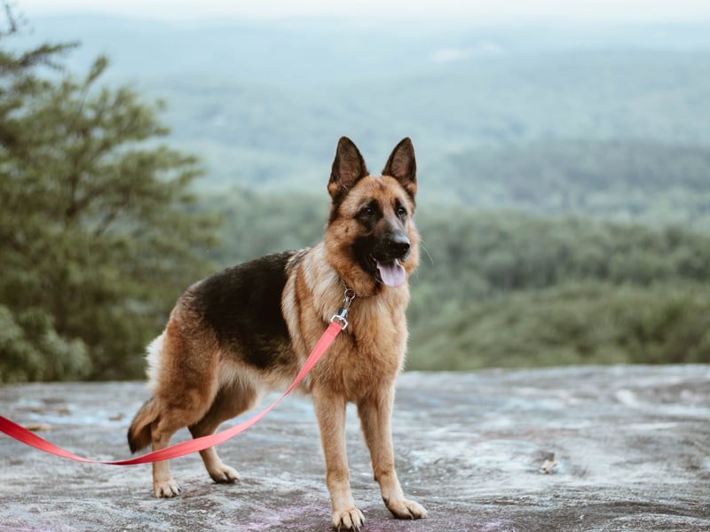 The German Shepherd is a medium-large sized dog originally bred as a herding dog 