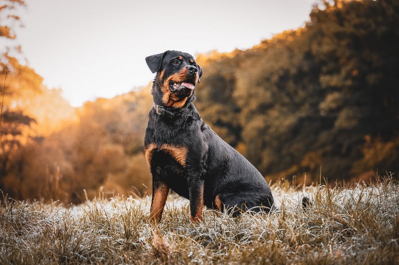 The Rottweiler breed originated in Germany and was used to herd livestock 