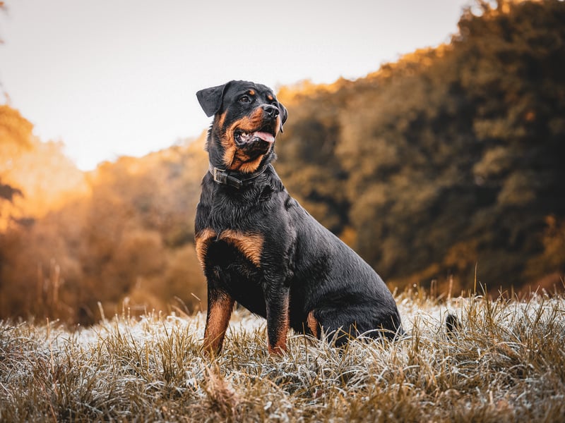 The Rottweiler breed originated in Germany and was used to herd livestock 