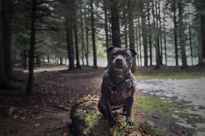 Staffordshire Bull Terrier makes up 10% of all abandonment reports, according to the RSPCA 