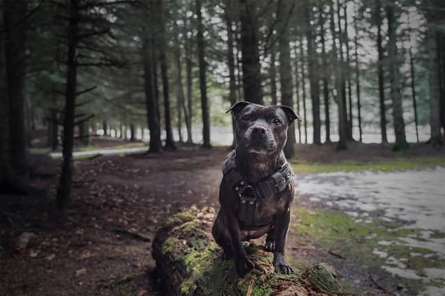 Staffordshire Bull Terrier makes up 10% of all abandonment reports, according to the RSPCA