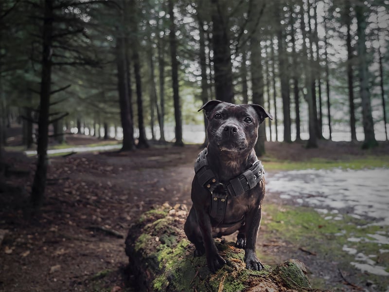 Staffordshire Bull Terrier makes up 10% of all abandonment reports, according to the RSPCA 