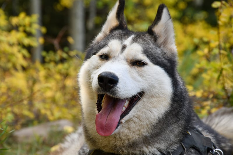 The Husky is a thick-coated dog developed in Eastern Siberia but bought to Alaska as working sled dogs