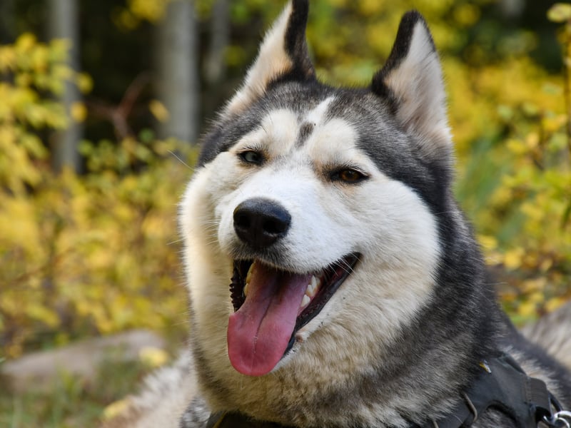 The Husky is a thick-coated dog developed in Eastern Siberia but bought to Alaska as working sled dogs