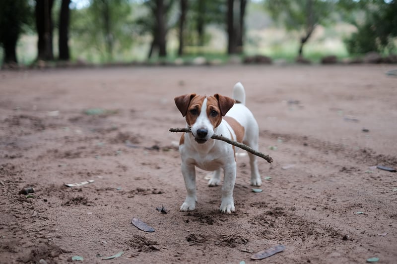 The Jack Russell is a British breed of small terrier used for fox-hunting in the 19th century 