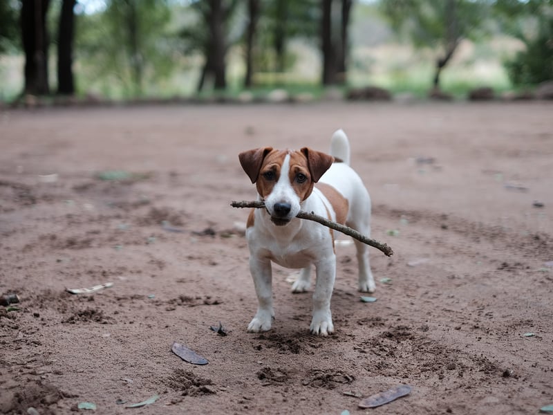 The Jack Russell is a British breed of small terrier used for fox-hunting in the 19th century 