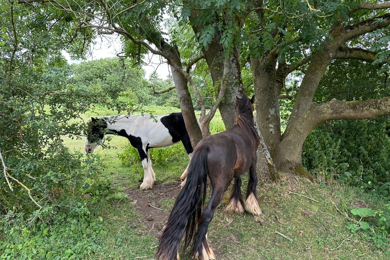 After a short walk up the river the footpath turns left back toward the village and through a field with these lovely horses.