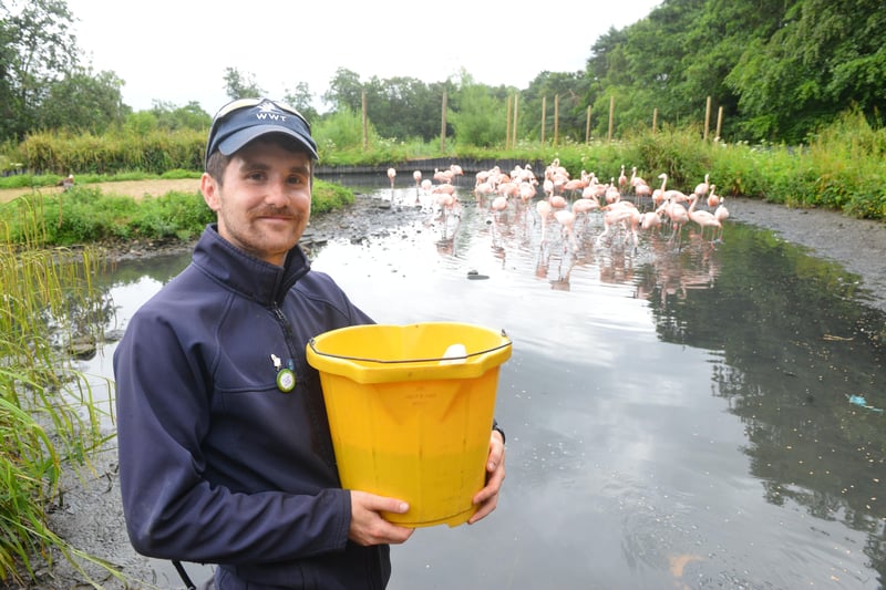 Animal keeper Dan Morrison with the specially prepared pellets for the centre's flamingos. 