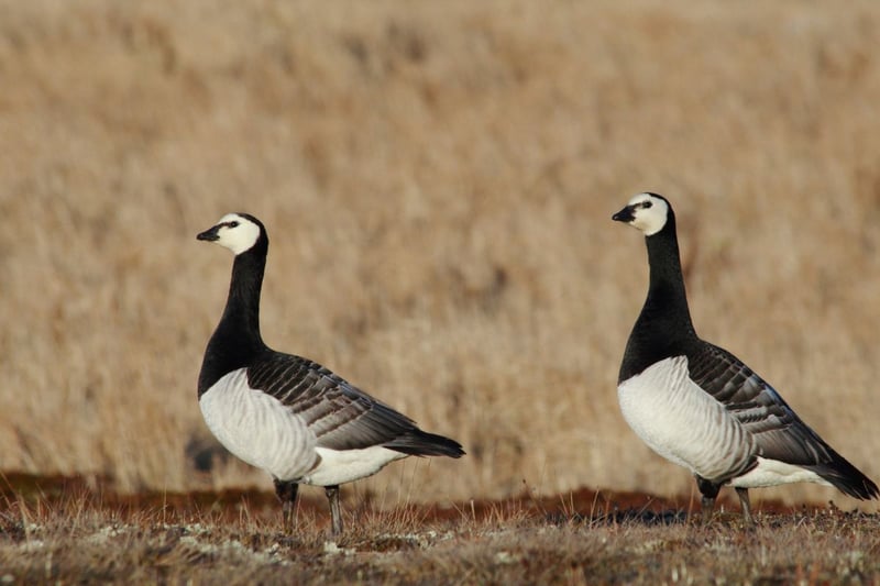 You may well hear the barnacle goose before you see them - they make a noisy barking or yapping sound. These birds overwinter in Scotland arriving in around October and leaving March. They live in coastal areas and in the central belt, but are most commonly seen in the Solway Firth and Islay.