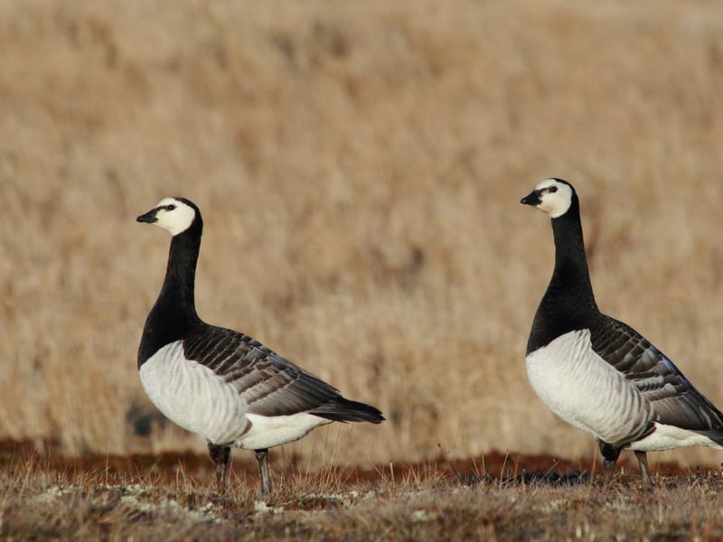 You may well hear the barnacle goose before you see them - they make a noisy barking or yapping sound. These birds overwinter in Scotland arriving in around October and leaving March. They live in coastal areas and in the central belt, but are most commonly seen in the Solway Firth and Islay.