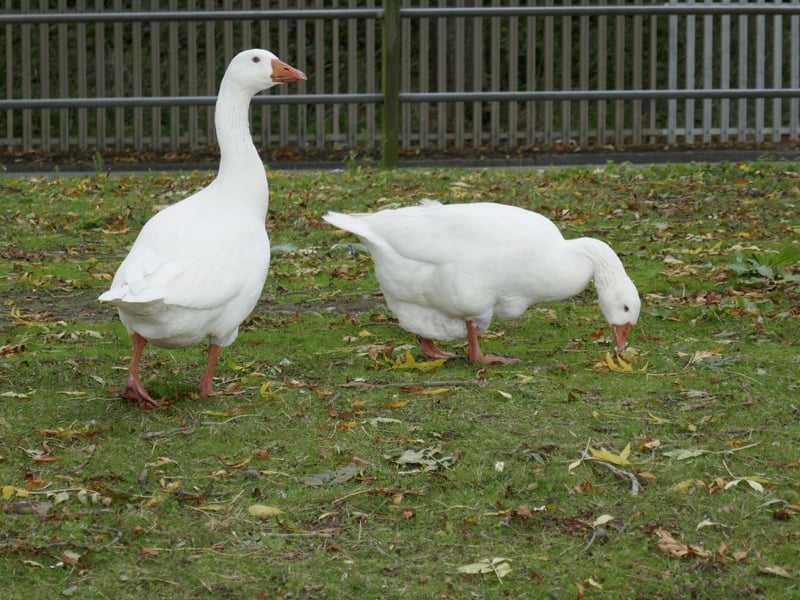 The smallest swan seen in the UK, Berwick's swans fly all the way from Siberia to spend winters in Britain. A rare bird in Scotland, you can only see then in the Firth of Forth and the far south west of the country.