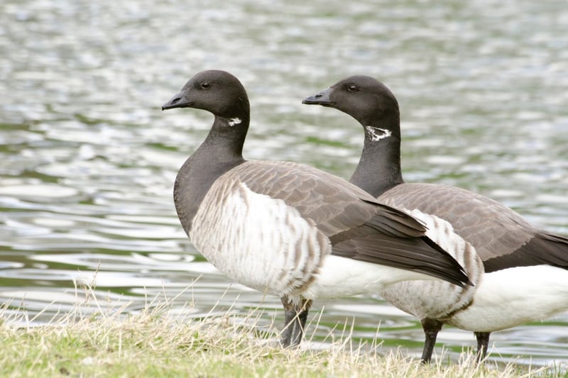 Easily identified by the propminent white patch on their necks, the brent goose is another bird that overwinters in Scotland, from October to April. They tend to set up home in estuaries over the colder months.