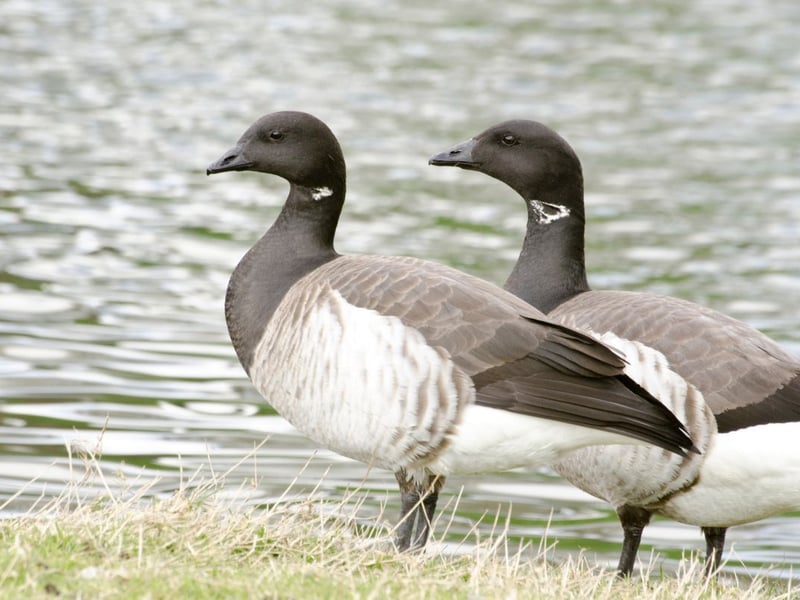 Easily identified by the propminent white patch on their necks, the brent goose is another bird that overwinters in Scotland, from October to April. They tend to set up home in estuaries over the colder months.