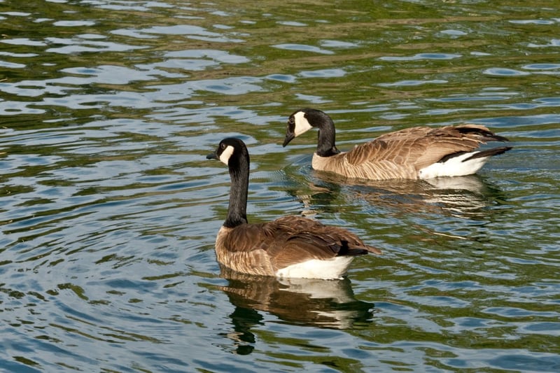 The Canada goose was introduced from North America and has thrived in the UK, where it has spread to much of Scotland where large numbers are often seen congregating everywhere from farms to city parks.