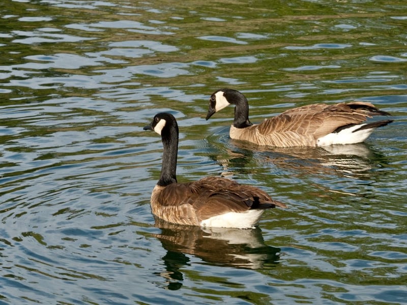 The Canada goose was introduced from North America and has thrived in the UK, where it has spread to much of Scotland where large numbers are often seen congregating everywhere from farms to city parks.