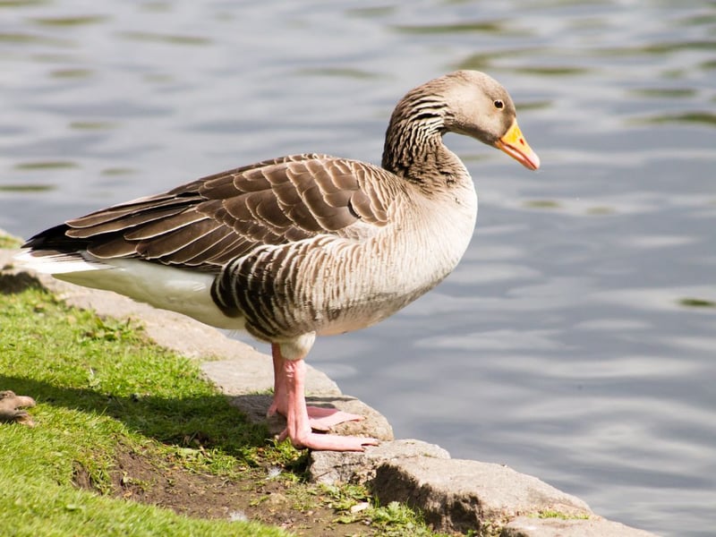 Most domestic geese are descended from the greylag goose, which are resident in gravel pits, lochs and reservoirs across much of Scotland. Many of these are semi-domesticated, but the overwintering population in central and eastern Scotland are genuine wild birds.