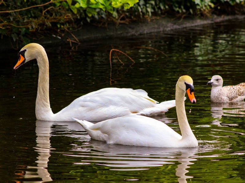 Large birds with an orange beak with a black base, the mute swan can be found in much of Scotland with the exception of the far north. They tend to be seen in lochs, lakes and slow-moving rivers.