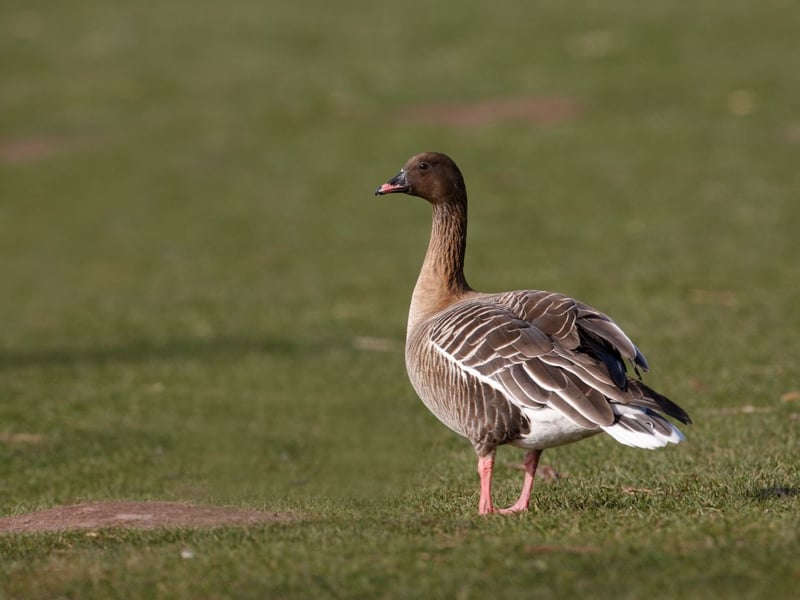 As well as the pink feet suggested by its name, the pink-footed goose also has pink legs and a pink beak. They are winder visitors which can found in coastal areas of Scotland and in the central belt. They are most at home in the estuaries of eastern Scotland.