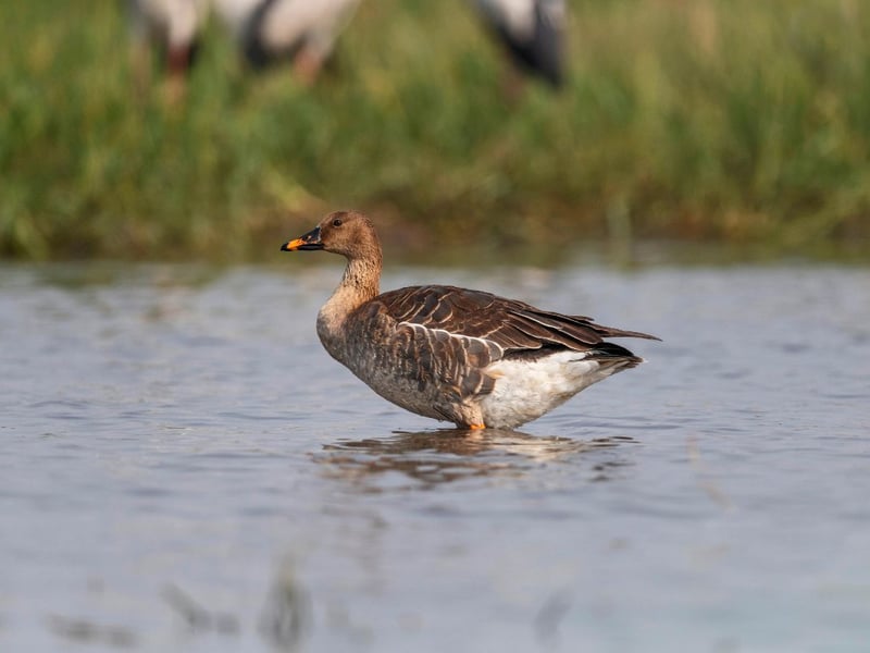 The taiga bean goose is a rare sight in Scotland, although a flock regularly overwinters near Flakirk. Otherwise you might catch a glimpse of them resting in a few areas of eastern Scotland on their migatory journey from Siberia and Scandanavia to Western Europe, including on the Fife side of the Firth of Forth.