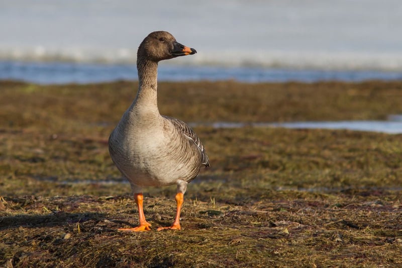 Very small numbers of tundra bean goose can be seen in the UK during the winter, but it's difficult to tell where and when they'll turn up. They breed in the Russian tundra and winter at coastal locations in Europe but rarely make a stop in Scotland.