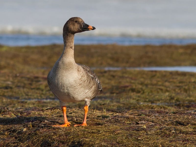 Very small numbers of tundra bean goose can be seen in the UK during the winter, but it's difficult to tell where and when they'll turn up. They breed in the Russian tundra and winter at coastal locations in Europe but rarely make a stop in Scotland.