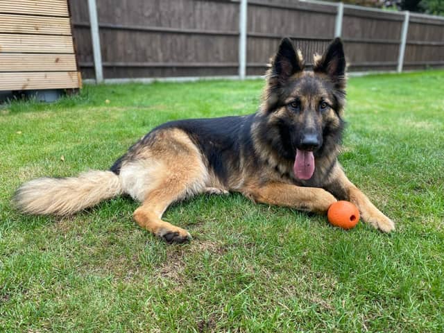 RPD Bear sadly passed away after the difficult decision was made to put him to sleep.